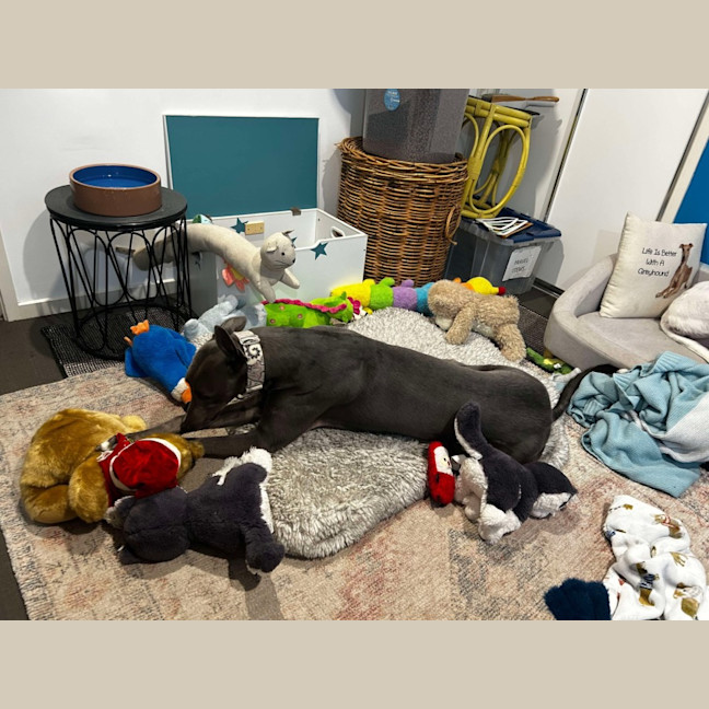 Photo of Hodgie The Greyhound