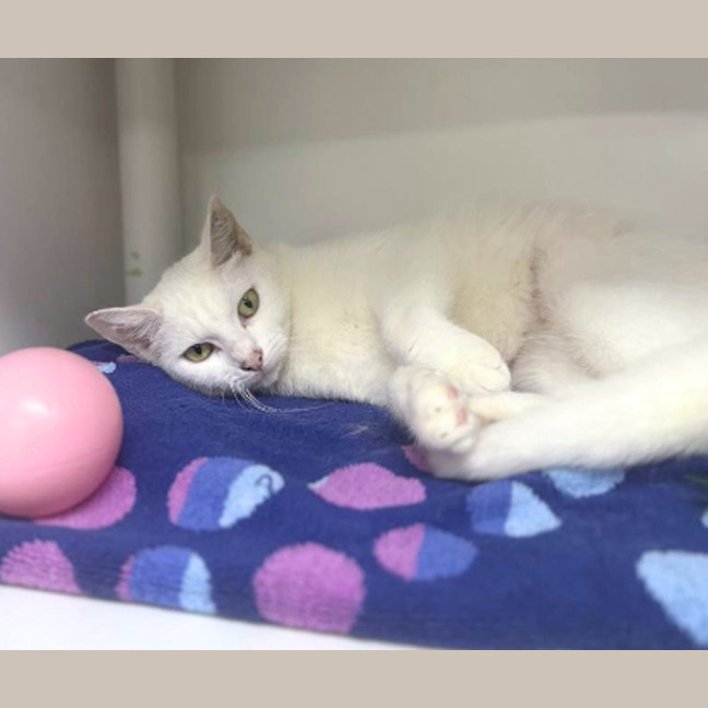Photo of Marshmallow