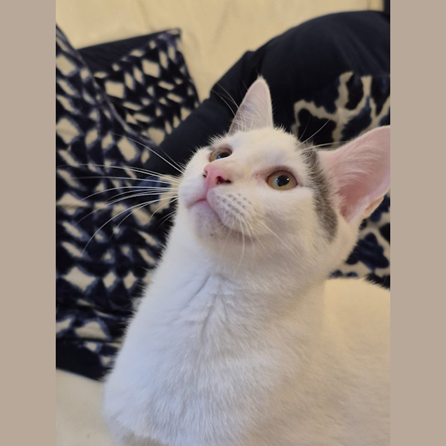 Photo of Nala And Zazu