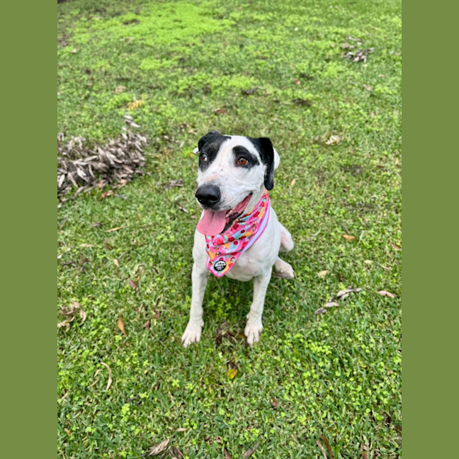 Photo of Bella *$150 Adoption Fee*