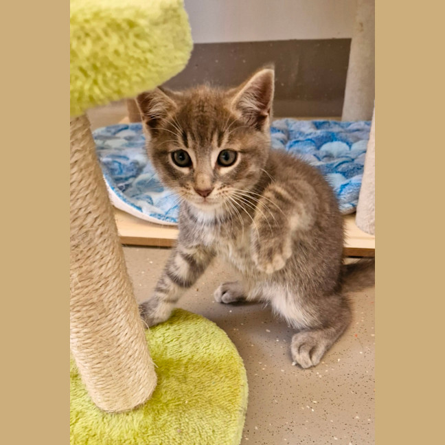 Photo of C1462 Comet