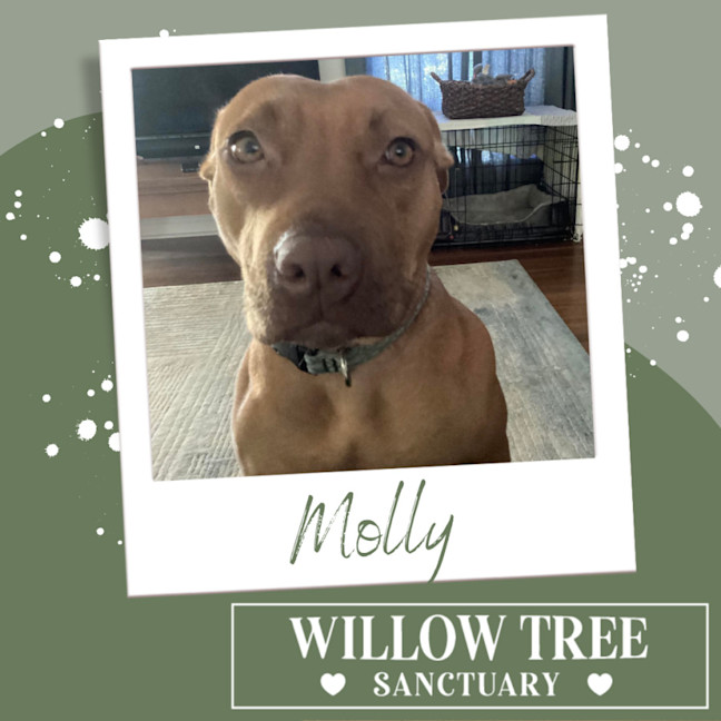 Photo of Molly