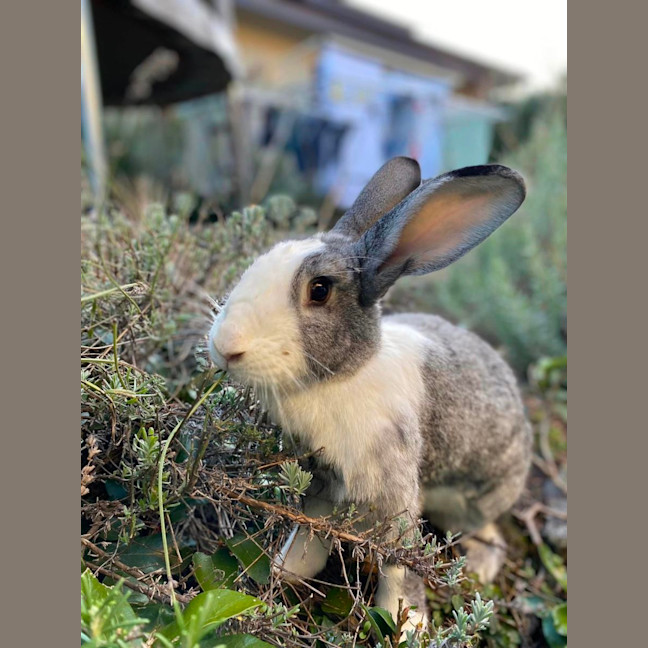Photo of Winterberry & E’scar