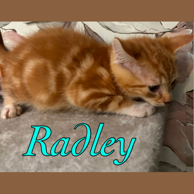 Photo of Radley