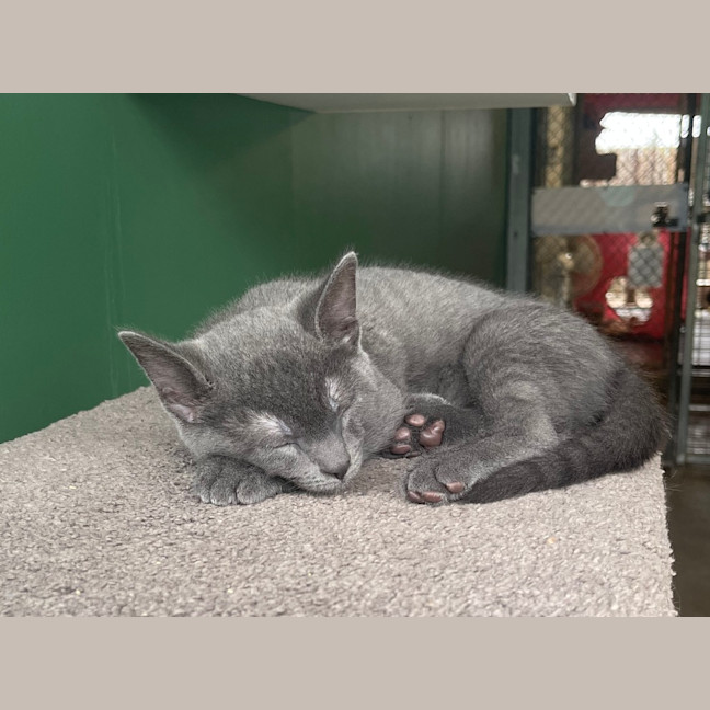 Photo of Odin