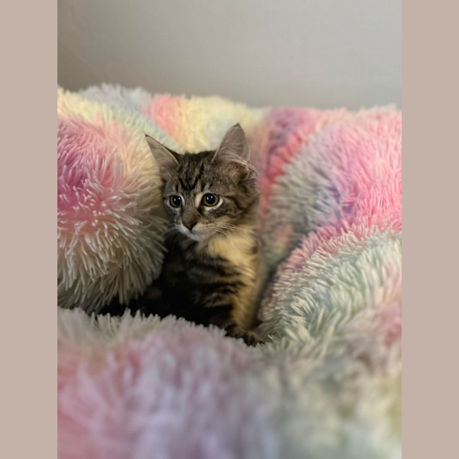 Photo of Jesse   Located In Surrey Hills 