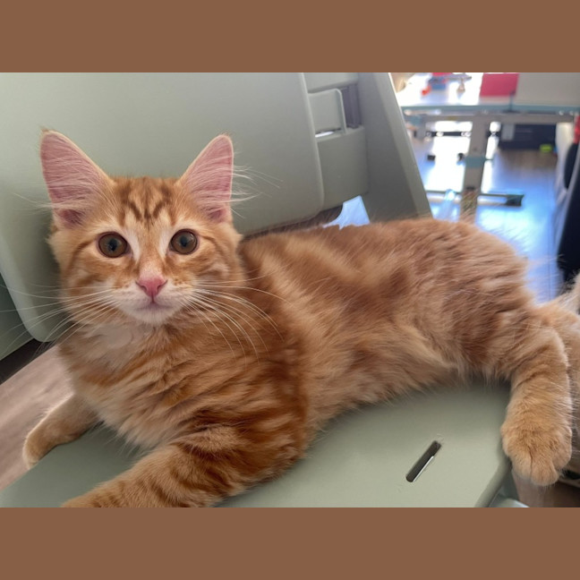 Photo of Nicholas Xenos