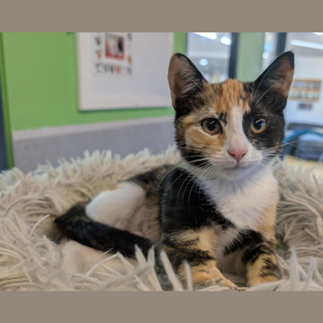 Photo of The Winged Dragon Of Ra