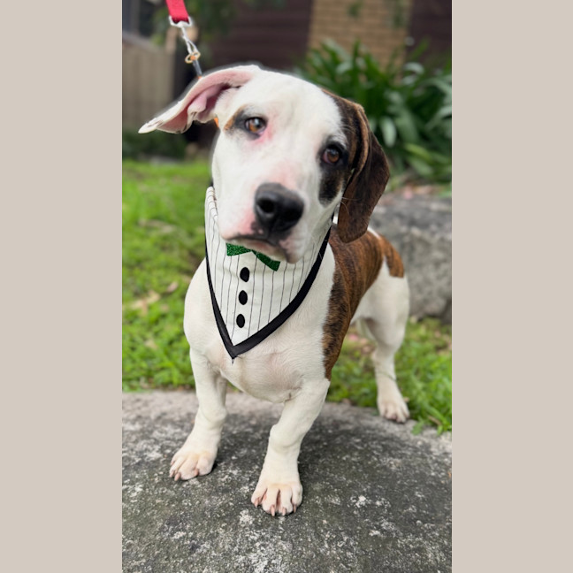 Photo of Chilli Flake 