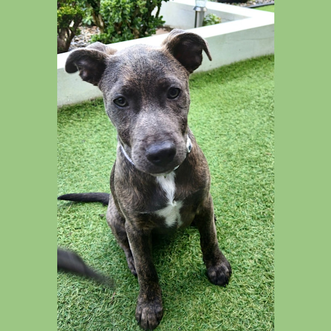 Photo of Marvin   6 Month Old Cattle Dog X Staffy