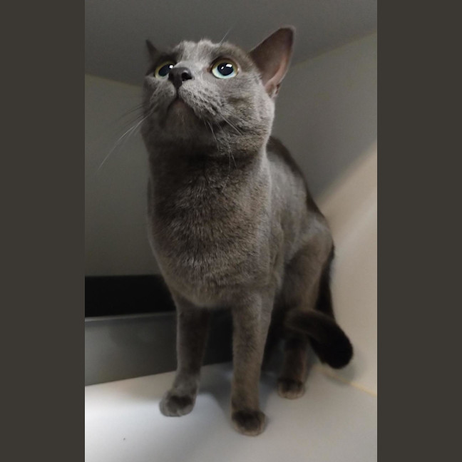 Photo of Bastet (Bonded With Serafina)