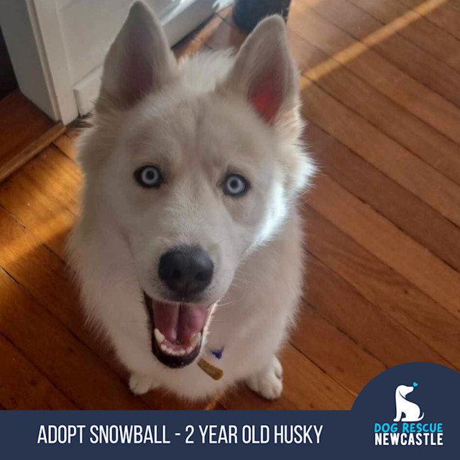 Photo of Snowball   2 Year Old Husky