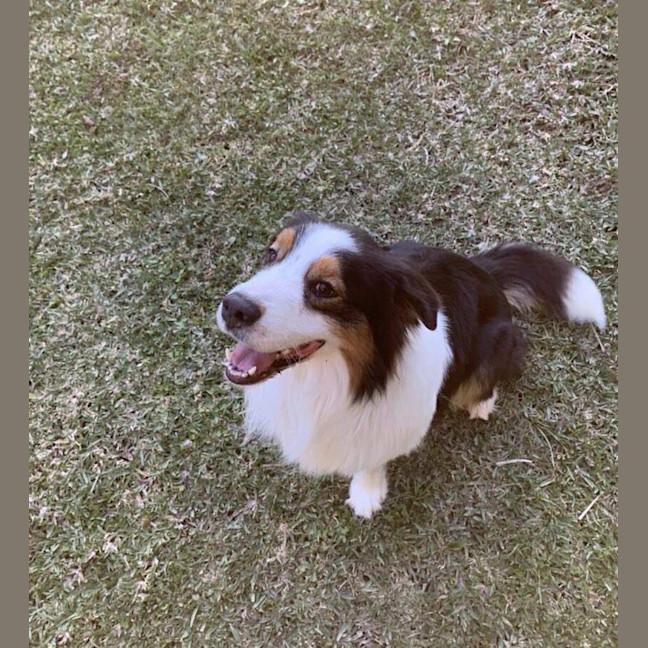 Photo of Remy