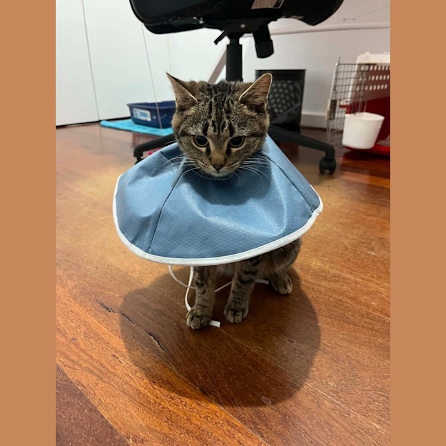 Photo of Beepee