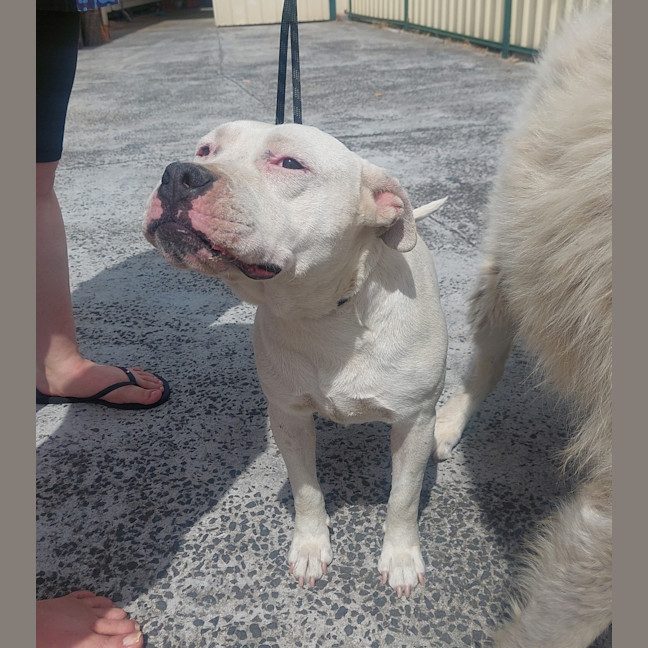 Photo of Leodogo Davinci 