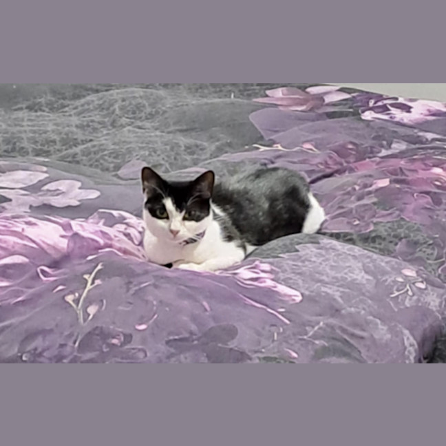 Photo of Batty**2nd Chance Cat Rescue**