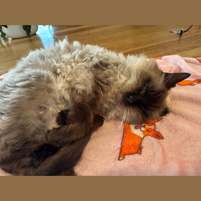 Photo of Elvis Presley