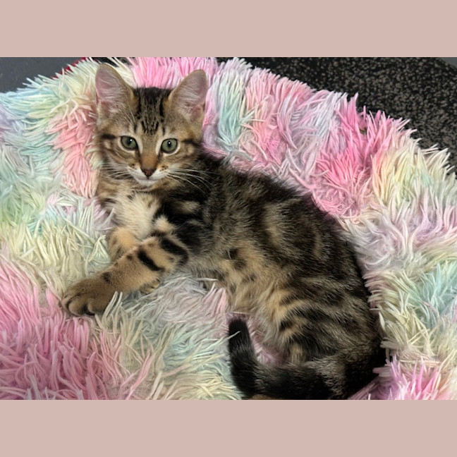 Photo of Kobe 💫💙