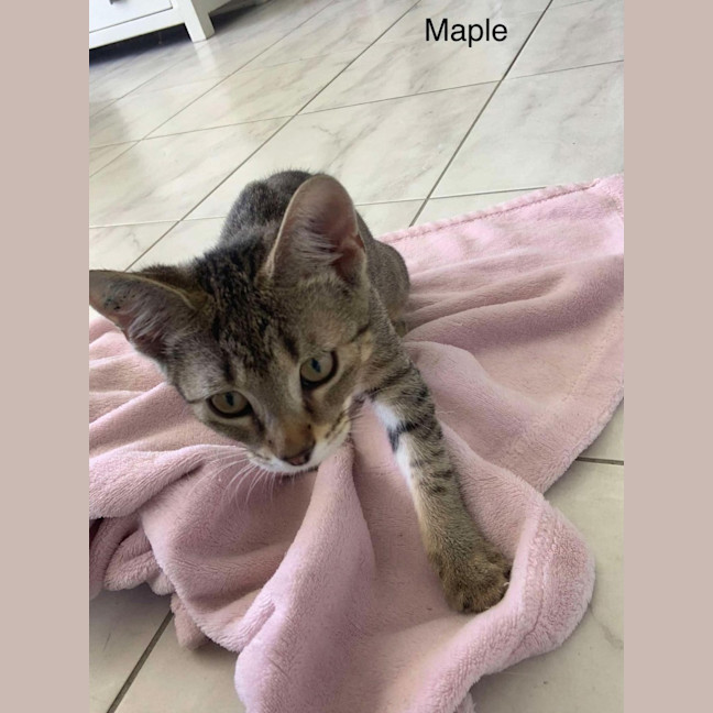 Photo of Maple 