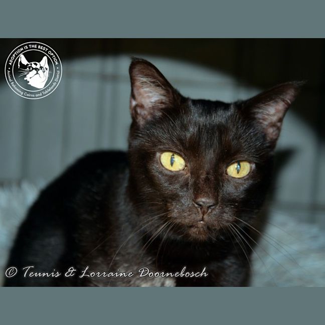 Photo of Black Beauty