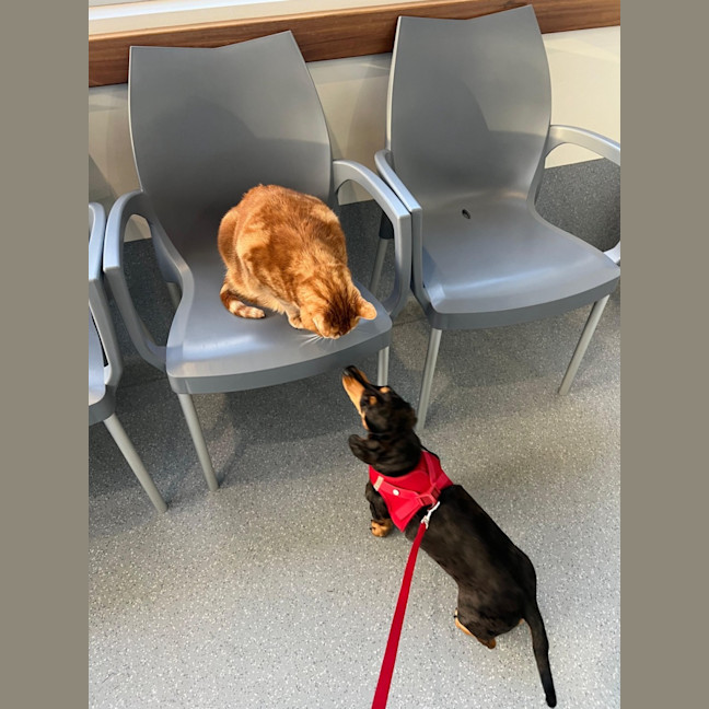 Photo of Morris   2 Year Old Dachshund 