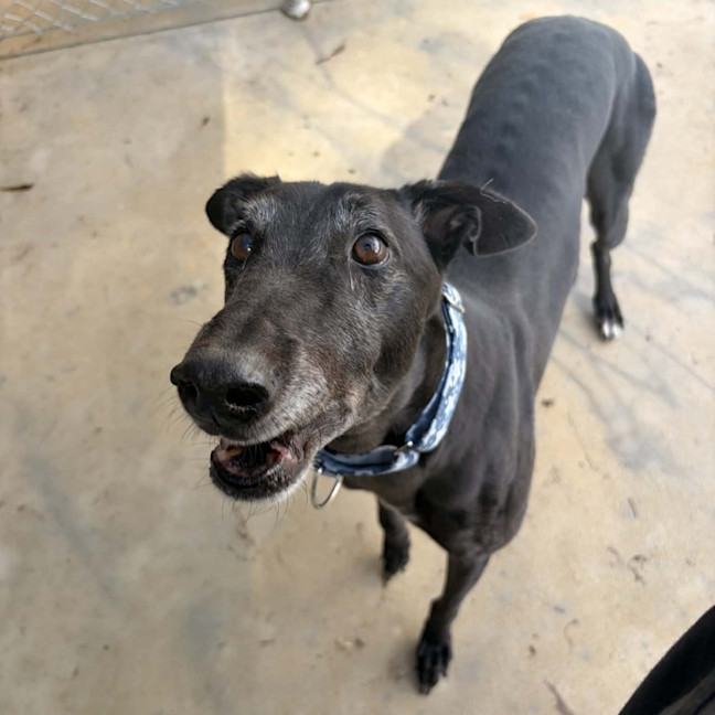 Photo of Theodore The Greyhound