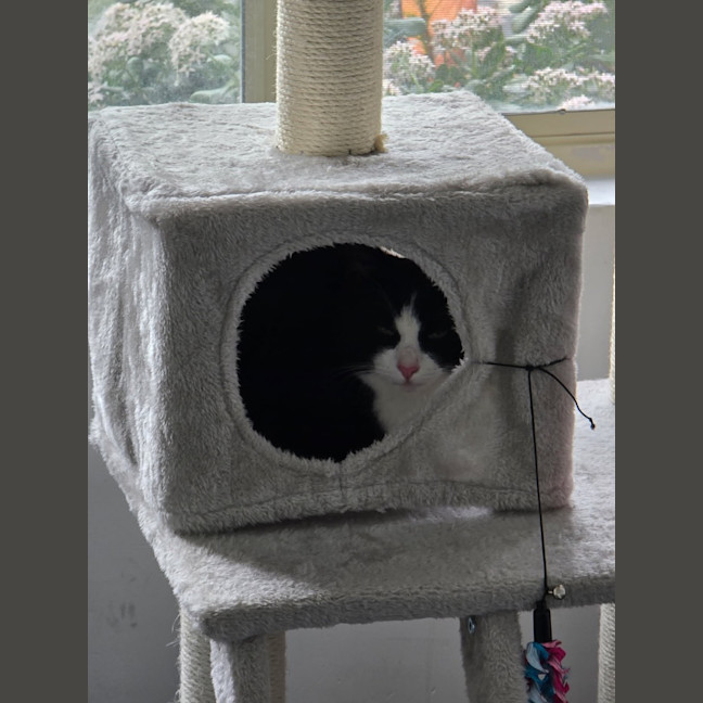 Photo of Oreo