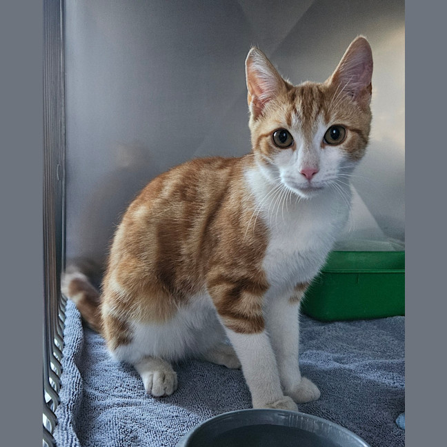Photo of Oliver
