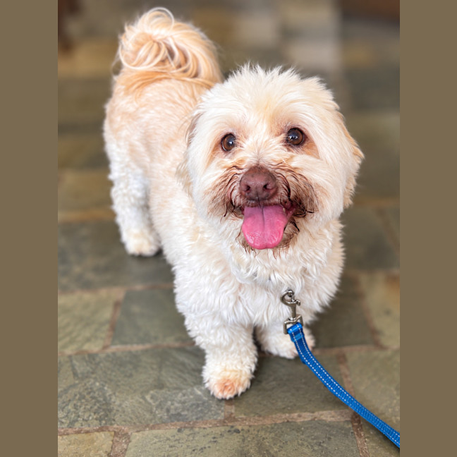 Photo of Coco