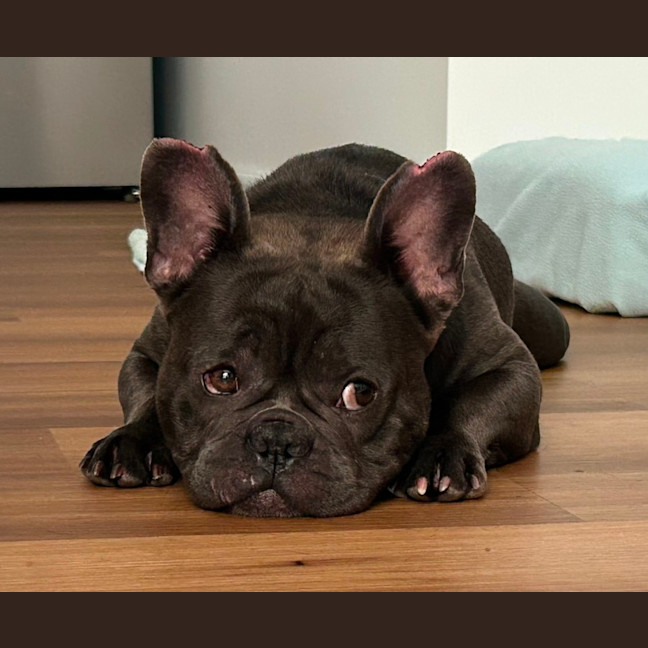Photo of Bruce   3 Year Old French Bulldog (Hold)