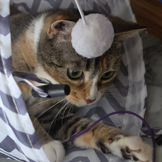 Photo of Rosie