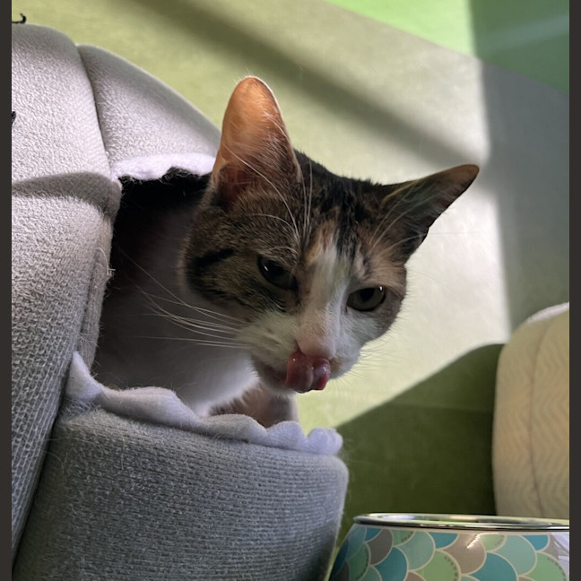 Photo of Cookie