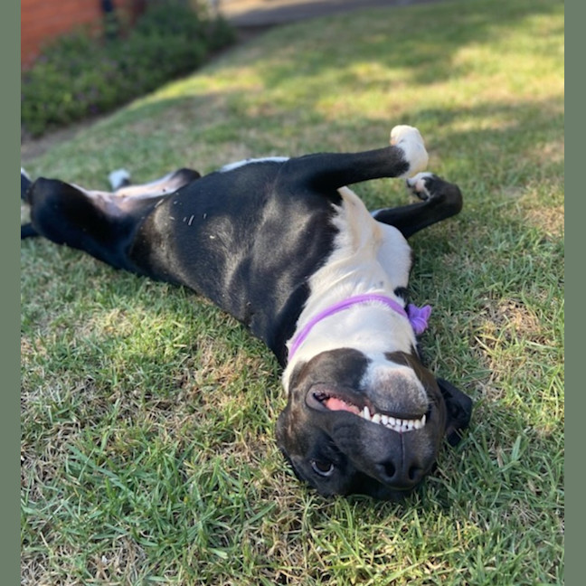 Photo of Pepper Imp 2357