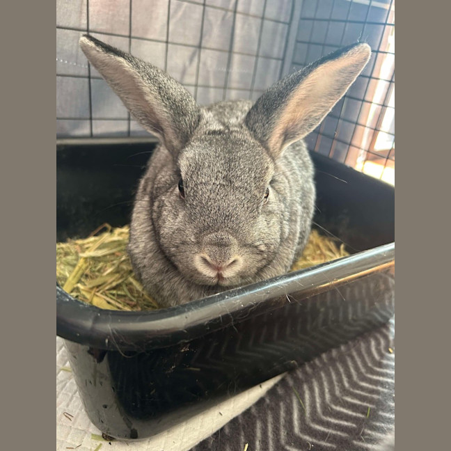 Photo of Juniper / Melon