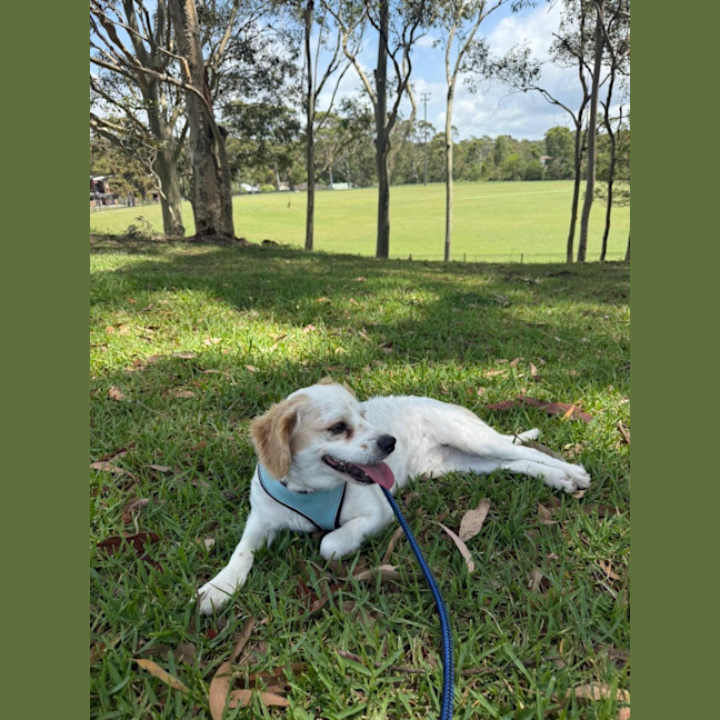 Photo of Boomer   1 Year Old Cavalier X