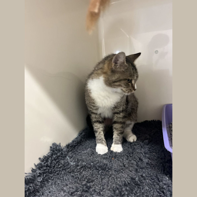 Photo of Sox