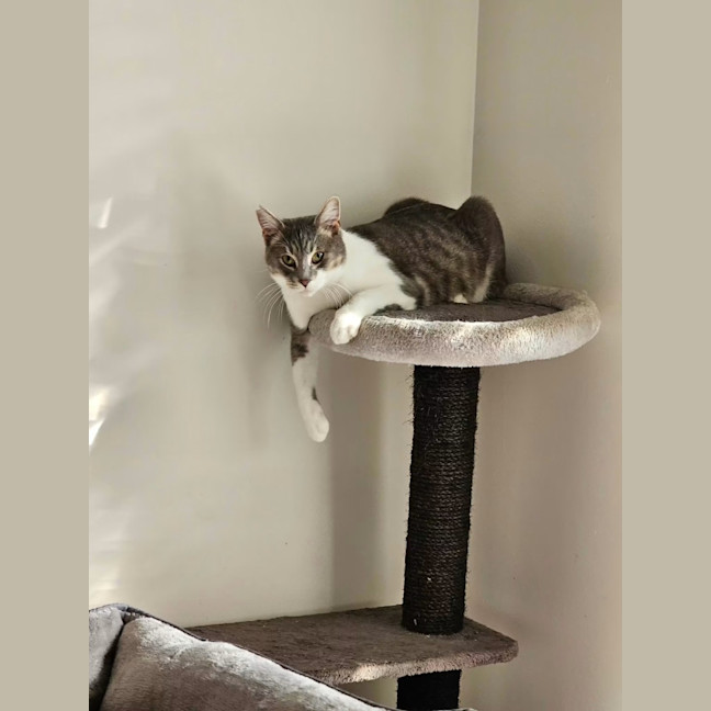 Photo of Smokie