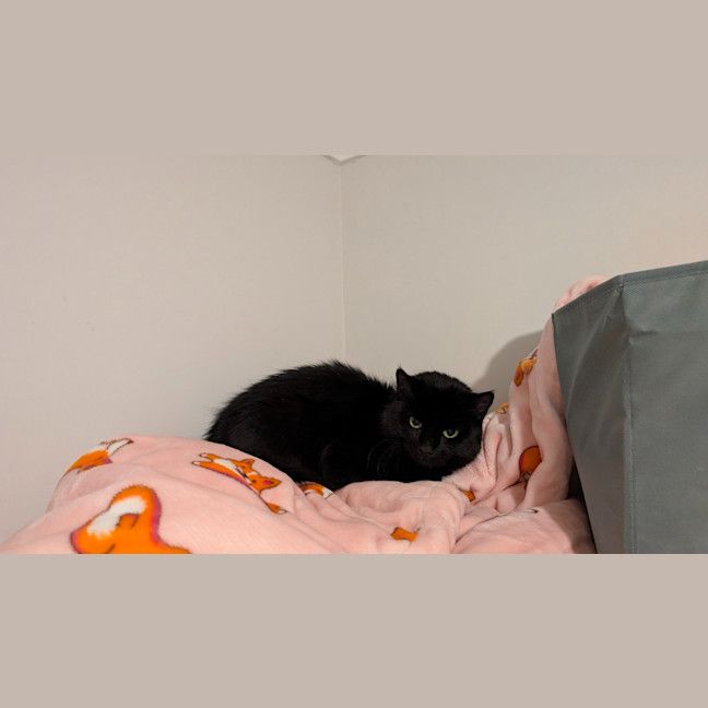 Photo of Kumquat