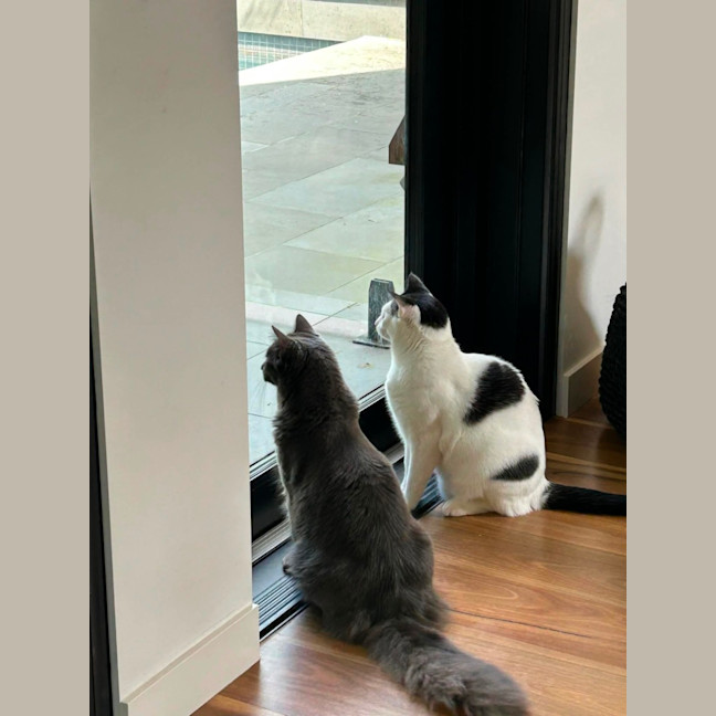 Photo of Domino And Lady 