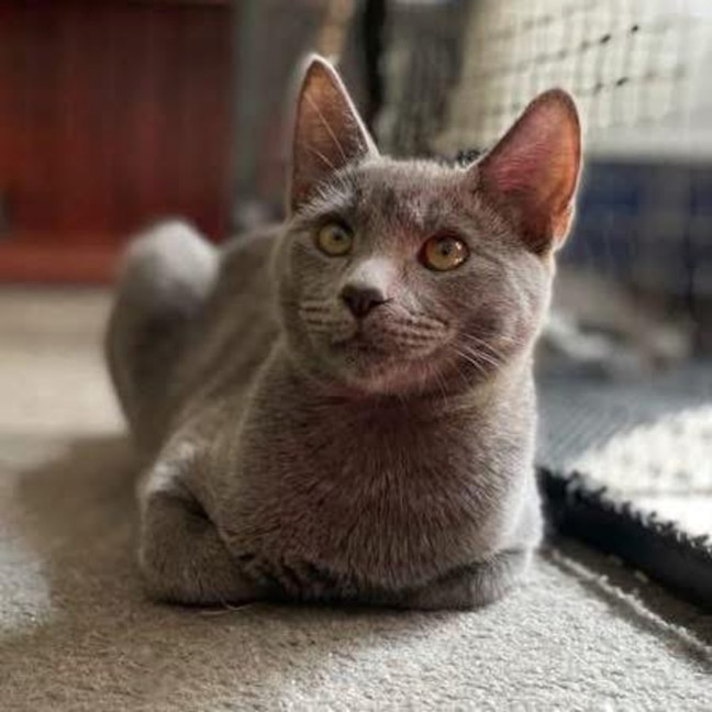 Photo of 11976   Perry