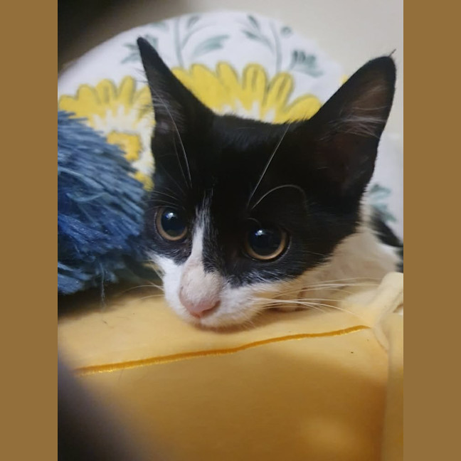 Photo of Tux