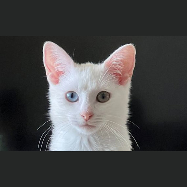 Photo of Casper