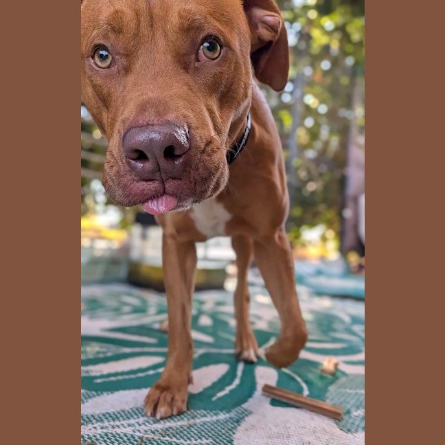 Photo of Samson