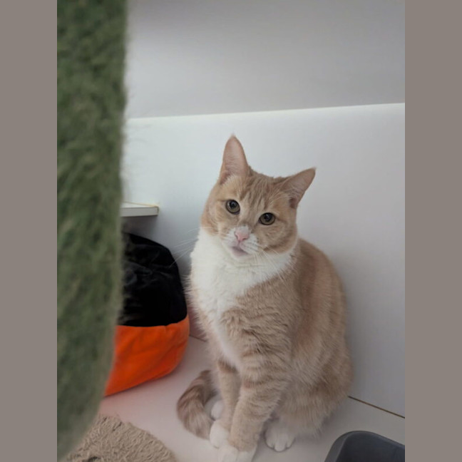 Photo of Peaches