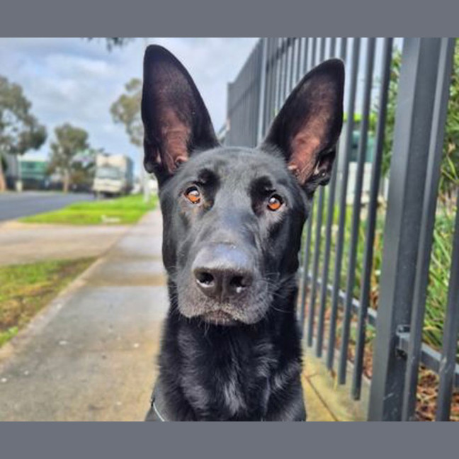Photo of Anubis