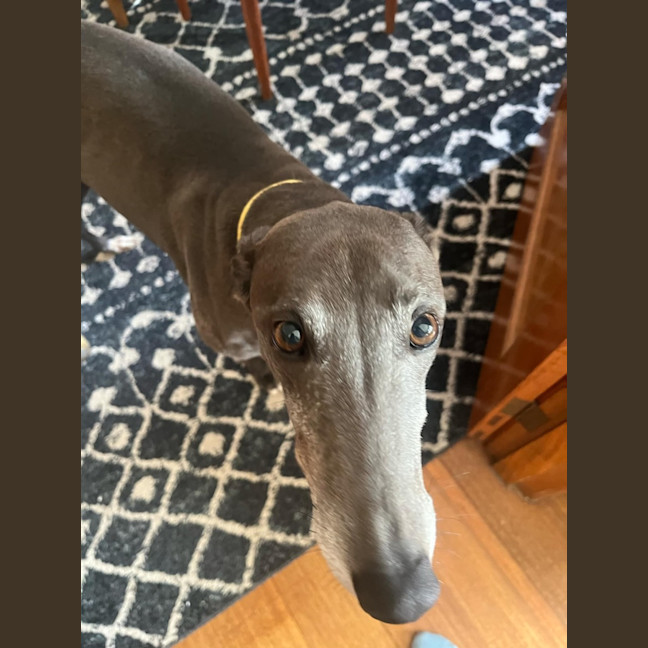 Photo of Lola