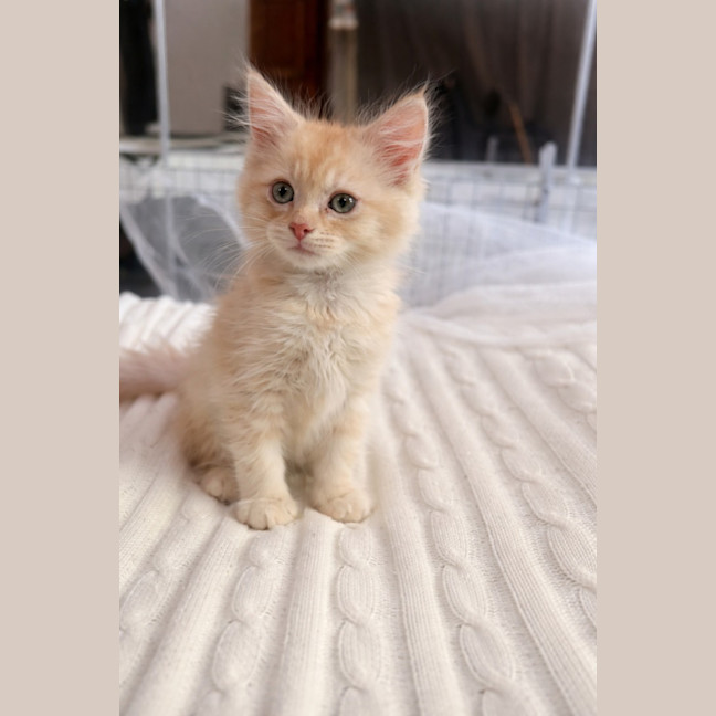 Photo of Wilf