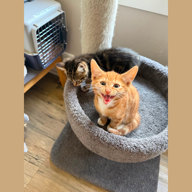 Photo of Ducky Meet Me At Petstock Keysborough