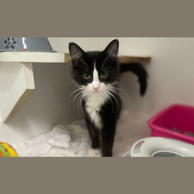 Photo of Mochi