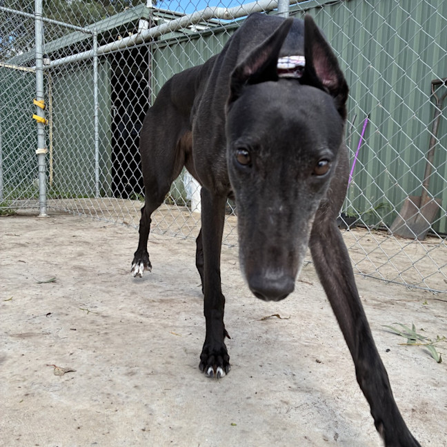 Photo of Duck The Greyhound